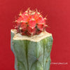 Gymnocalycium mihanovichii red-black, grafted, organically grown succulent plants and cactus for sale at TOMs FLOWer CLUB.