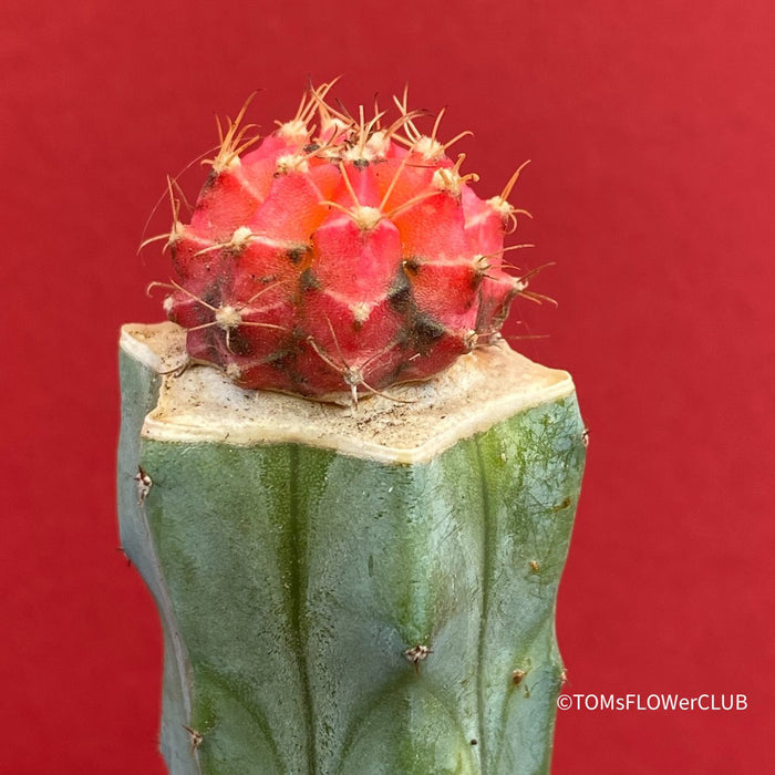 Gymnocalycium mihanovichii red-black, grafted, organically grown succulent plants and cactus for sale at TOMs FLOWer CLUB.