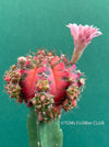 Gymnocalycium mihanovichii red-black, grafted, organically grown succulent plants and cactus for sale at TOMs FLOWer CLUB.