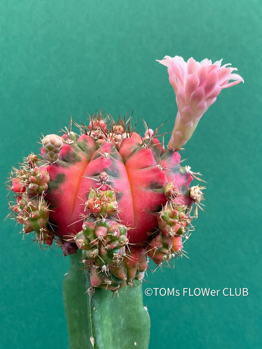 Gymnocalycium mihanovichii red-black, grafted, organically grown succulent plants and cactus for sale at TOMs FLOWer CLUB.