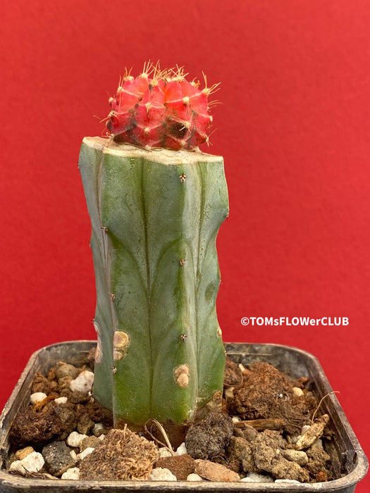 Gymnocalycium mihanovichii red-black, grafted, organically grown succulent plants and cactus for sale at TOMs FLOWer CLUB.