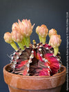 Gymnocalycium Baldianum Aurea Rubra Variegata, organically grown succulent plants for sale at TOMs FLOWer CLUB.