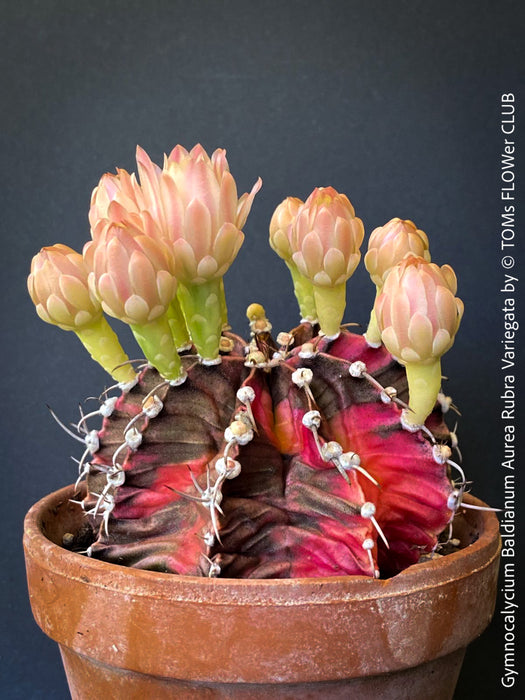 Gymnocalycium Baldianum Aurea Rubra Variegata, organically grown succulent plants for sale at TOMs FLOWer CLUB.