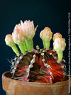 Gymnocalycium Baldianum Aurea Rubra Variegata, organically grown succulent plants for sale at TOMs FLOWer CLUB.