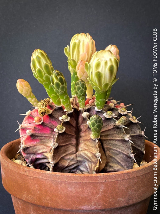 Gymnocalycium Baldianum Aurea Rubra Variegata, organically grown succulent plants for sale at TOMs FLOWer CLUB.