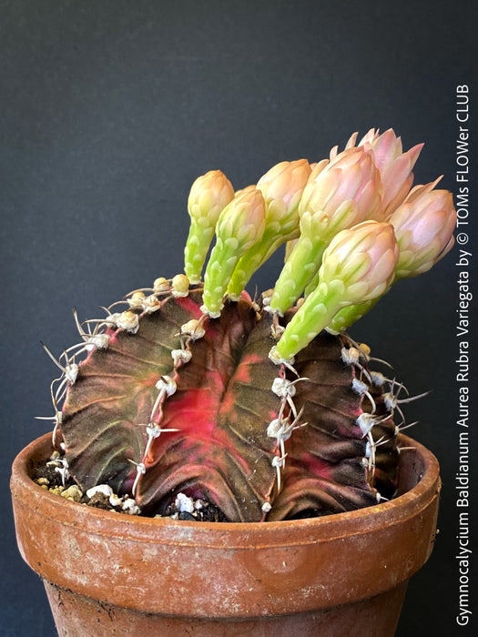 Gymnocalycium Baldianum Aurea Rubra Variegata, organically grown succulent plants for sale at TOMs FLOWer CLUB.