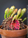 Gymnocalycium Baldianum Aurea Rubra Variegata, organically grown succulent plants for sale at TOMs FLOWer CLUB.