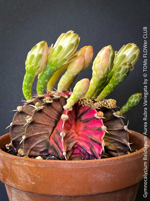 Gymnocalycium Baldianum Aurea Rubra Variegata, organically grown succulent plants for sale at TOMs FLOWer CLUB.