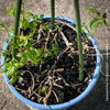 Jiaogulan, Gynostemma Pentaphyllum, Kraut der Unsterblichkeit, medicinal plants, Kräuter, Gartenpflanzen, organically grown for sale at TOMs FLOWer CLUB