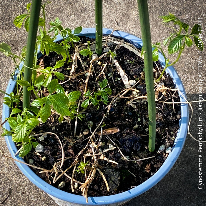 Jiaogulan, Gynostemma Pentaphyllum, Kraut der Unsterblichkeit, medicinal plants, Kräuter, Gartenpflanzen, organically grown for sale at TOMs FLOWer CLUB