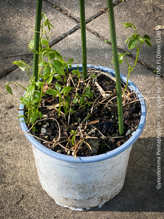 Jiaogulan, Gynostemma Pentaphyllum, Kraut der Unsterblichkeit, medicinal plants, Kräuter, Gartenpflanzen, organically grown for sale at TOMs FLOWer CLUB