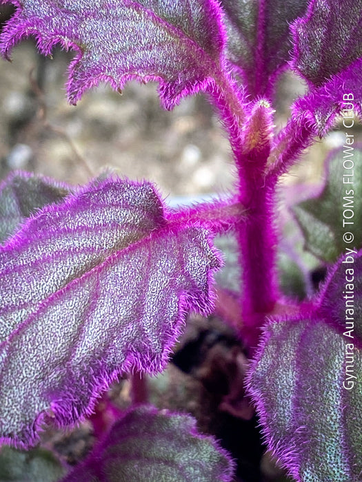 Gynura aurantiaca plant, Velvet plant image, Gynura aurantiaca leaves, Gynura aurantiaca Pflanze, Samtpflanze Bild, Gynura aurantiaca Blätter, Zimmerpflanze Foto, TOMs FLOWer CLUB