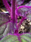 Gynura aurantiaca plant, Velvet plant image, Gynura aurantiaca leaves, Gynura aurantiaca Pflanze, Samtpflanze Bild, Gynura aurantiaca Blätter, Zimmerpflanze Foto, TOMs FLOWer CLUB