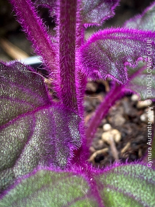 Gynura aurantiaca plant, Velvet plant image, Gynura aurantiaca leaves, Gynura aurantiaca Pflanze, Samtpflanze Bild, Gynura aurantiaca Blätter, Zimmerpflanze Foto, TOMs FLOWer CLUB