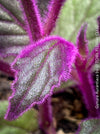 Gynura aurantiaca plant, Velvet plant image, Gynura aurantiaca leaves, Gynura aurantiaca Pflanze, Samtpflanze Bild, Gynura aurantiaca Blätter, Zimmerpflanze Foto, TOMs FLOWer CLUB
