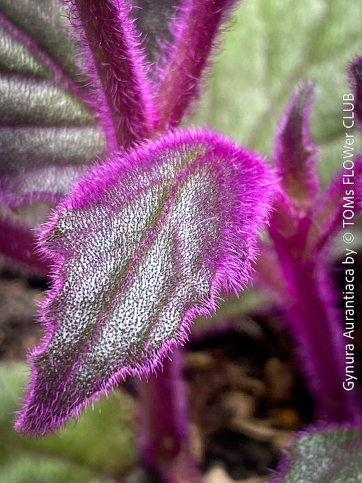 Gynura aurantiaca plant, Velvet plant image, Gynura aurantiaca leaves, Gynura aurantiaca Pflanze, Samtpflanze Bild, Gynura aurantiaca Blätter, Zimmerpflanze Foto, TOMs FLOWer CLUB