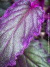 Gynura aurantiaca plant, Velvet plant image, Gynura aurantiaca leaves, Gynura aurantiaca Pflanze, Samtpflanze Bild, Gynura aurantiaca Blätter, Zimmerpflanze Foto, TOMs FLOWer CLUB