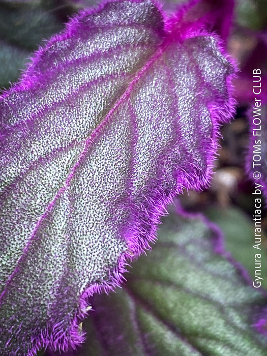 Gynura aurantiaca plant, Velvet plant image, Gynura aurantiaca leaves, Gynura aurantiaca Pflanze, Samtpflanze Bild, Gynura aurantiaca Blätter, Zimmerpflanze Foto, TOMs FLOWer CLUB