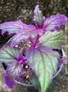 Gynura aurantiaca plant, Velvet plant image, Gynura aurantiaca leaves, Gynura aurantiaca Pflanze, Samtpflanze Bild, Gynura aurantiaca Blätter, Zimmerpflanze Foto, TOMs FLOWer CLUB
