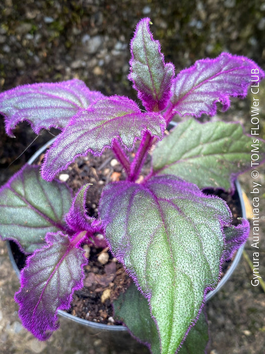 Gynura aurantiaca plant, Velvet plant image, Gynura aurantiaca leaves, Gynura aurantiaca Pflanze, Samtpflanze Bild, Gynura aurantiaca Blätter, Zimmerpflanze Foto, TOMs FLOWer CLUB