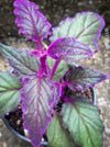 Gynura aurantiaca plant, Velvet plant image, Gynura aurantiaca leaves, Gynura aurantiaca Pflanze, Samtpflanze Bild, Gynura aurantiaca Blätter, Zimmerpflanze Foto, TOMs FLOWer CLUB