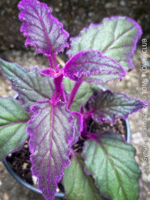 Gynura aurantiaca plant, Velvet plant image, Gynura aurantiaca leaves, Gynura aurantiaca Pflanze, Samtpflanze Bild, Gynura aurantiaca Blätter, Zimmerpflanze Foto, TOMs FLOWer CLUB
