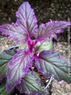 Gynura aurantiaca plant, Velvet plant image, Gynura aurantiaca leaves, Gynura aurantiaca Pflanze, Samtpflanze Bild, Gynura aurantiaca Blätter, Zimmerpflanze Foto, TOMs FLOWer CLUB