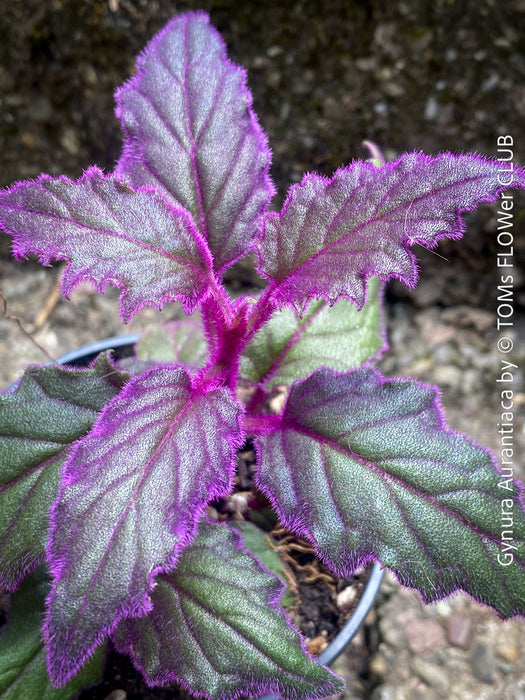 Gynura aurantiaca plant, Velvet plant image, Gynura aurantiaca leaves, Gynura aurantiaca Pflanze, Samtpflanze Bild, Gynura aurantiaca Blätter, Zimmerpflanze Foto, TOMs FLOWer CLUB