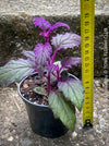 Gynura aurantiaca plant, Velvet plant image, Gynura aurantiaca leaves, Gynura aurantiaca Pflanze, Samtpflanze Bild, Gynura aurantiaca Blätter, Zimmerpflanze Foto, TOMs FLOWer CLUB