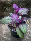 Gynura aurantiaca plant, Velvet plant image, Gynura aurantiaca leaves, Gynura aurantiaca Pflanze, Samtpflanze Bild, Gynura aurantiaca Blätter, Zimmerpflanze Foto, TOMs FLOWer CLUB