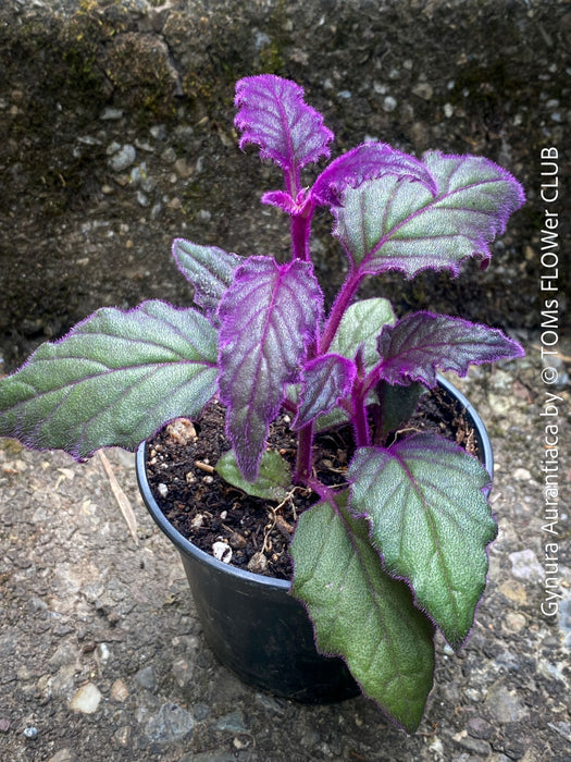 Gynura aurantiaca plant, Velvet plant image, Gynura aurantiaca leaves, Gynura aurantiaca Pflanze, Samtpflanze Bild, Gynura aurantiaca Blätter, Zimmerpflanze Foto, TOMs FLOWer CLUB