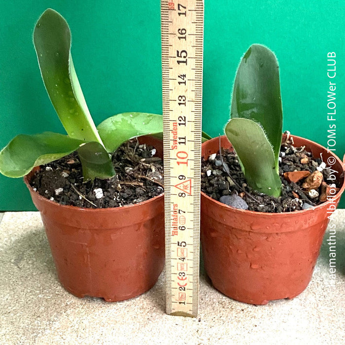 Haemanthus Albiflos, organically grown succulent plants for sale at TOMs FLOWer CLUB.