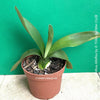 Haemanthus Albiflos, organically grown succulent plants for sale at TOMs FLOWer CLUB.