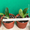 Haemanthus Albiflos, organically grown succulent plants for sale at TOMs FLOWer CLUB.