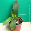 Haemanthus Albiflos, organically grown succulent plants for sale at TOMs FLOWer CLUB.