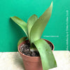 Haemanthus Albiflos, organically grown succulent plants for sale at TOMs FLOWer CLUB.