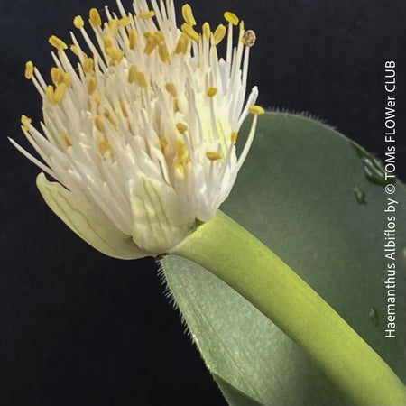 Haemanthus Albiflos, organically grown succulent plants for sale at TOMs FLOWer CLUB.