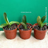 Haemanthus Albiflos, organically grown succulent plants for sale at TOMs FLOWer CLUB.