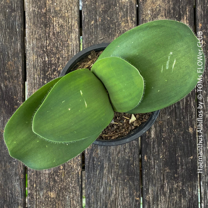 Haemanthus Albiflos, organically grown succulent plants for sale at TOMs FLOWer CLUB.