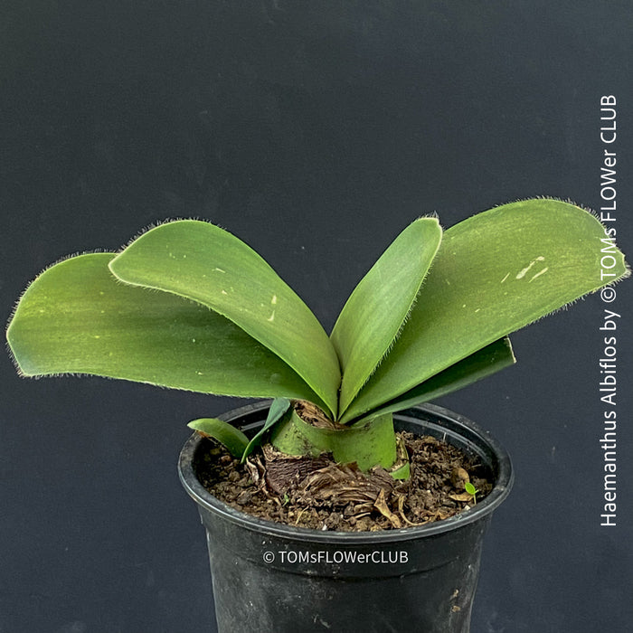 Haemanthus Albiflos, organically grown succulent plants for sale at TOMs FLOWer CLUB.