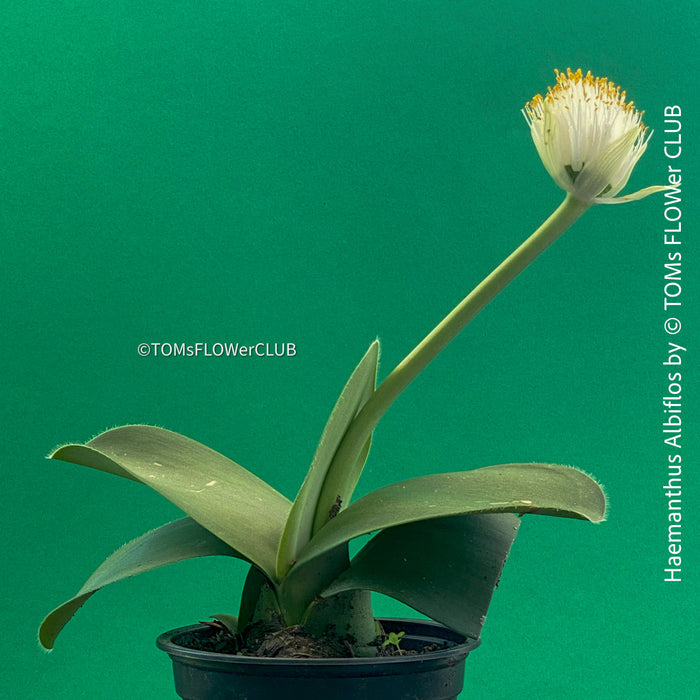 Haemanthus Albiflos, organically grown succulent plants for sale at TOMs FLOWer CLUB.