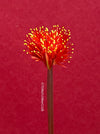 Haemanthus Coccineus, organically grown succulent plants for sale at TOMs FLOWer CLUB.