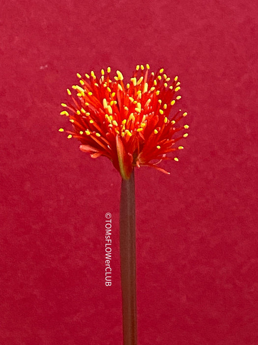 Haemanthus Coccineus, organically grown succulent plants for sale at TOMs FLOWer CLUB.