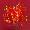 Haemanthus Coccineus, organically grown succulent plants for sale at TOMs FLOWer CLUB.