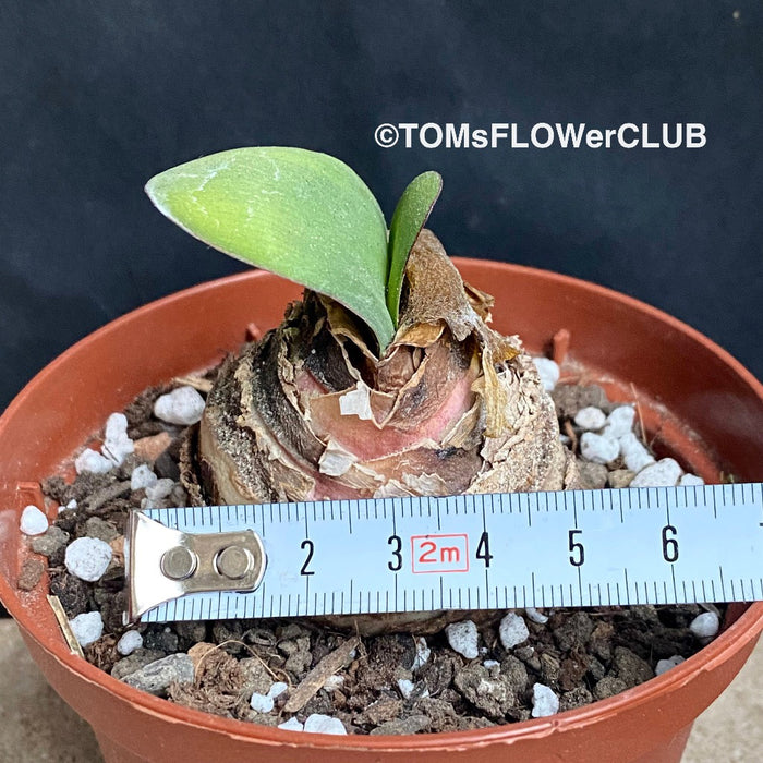 Haemanthus Coccineus, organically grown succulent plants for sale at TOMs FLOWer CLUB.