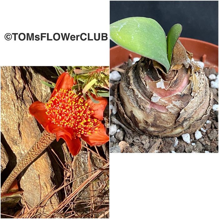 Haemanthus Coccineus, organically grown succulent plants for sale at TOMs FLOWer CLUB.