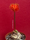 Haemanthus Coccineus, organically grown succulent plants for sale at TOMs FLOWer CLUB.