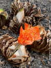 Haemanthus Coccineus, organically grown succulent plants for sale at TOMs FLOWer CLUB.