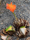 Haemanthus Coccineus, organically grown succulent plants for sale at TOMs FLOWer CLUB.