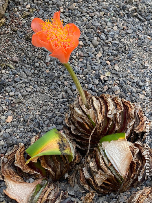 Haemanthus Coccineus, organically grown succulent plants for sale at TOMs FLOWer CLUB.